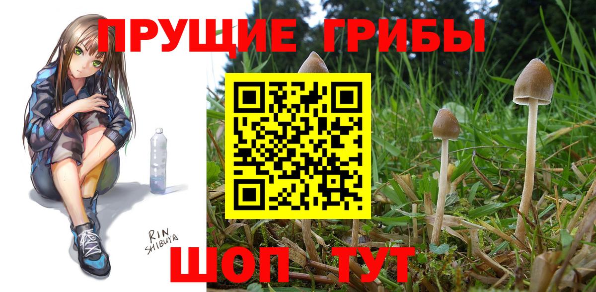 Псилоцибиновые грибы Psilocybe  Псилоцибиновые грибы мухоморы  Вход с VPN  Большой Камень 